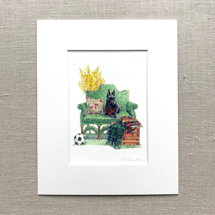 Scottish Terrier Portrait